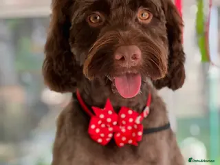 Cockapoo dogs Remy 2 year old F1 cockapoo for stud - Advert 7