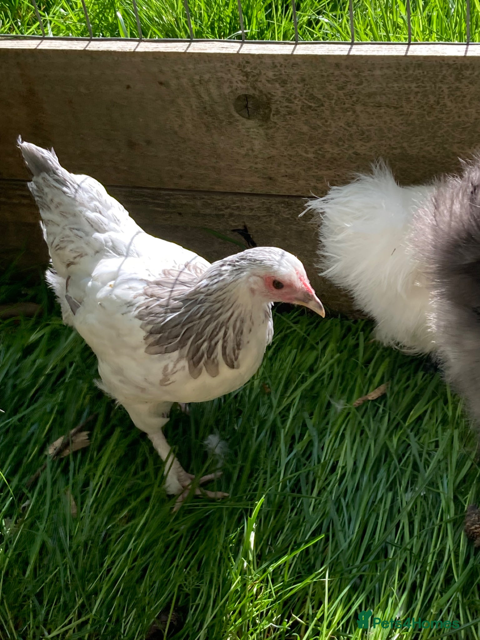 Chickens poultry for sale: 2 Light Sussex hen x gold top cockerel hens - Advert 2