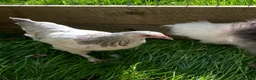 Chickens poultry for sale: 2 Light Sussex hen x gold top cockerel hens - Advert 1