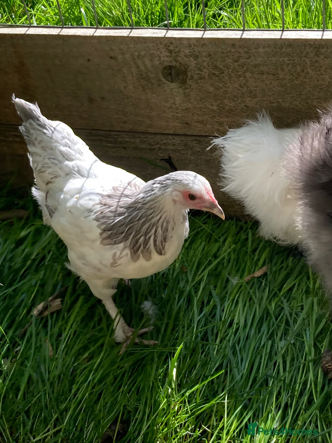 Chickens poultry for sale: 2 Light Sussex hen x gold top cockerel hens - Advert 1