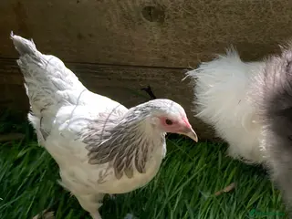 Chickens poultry for sale: 2 Light Sussex hen x gold top cockerel hens - Advert 2