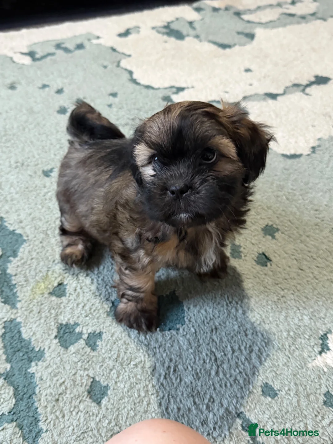 Shorkie dogs for sale: One girl available to leave today - Advert 1