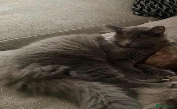 Maine Coon cats Maine coon female mix 4 months old - Advert 16