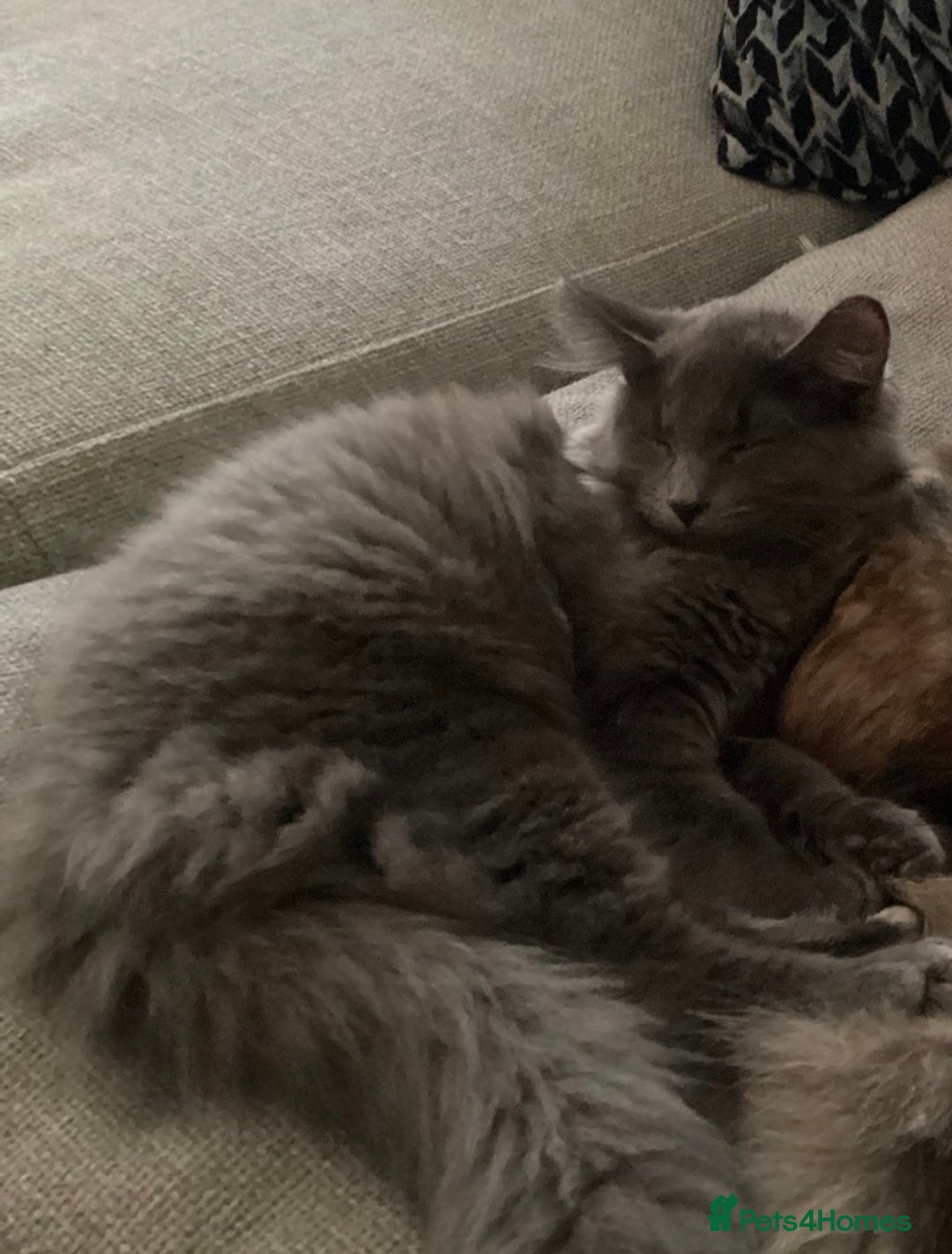 Maine Coon cats for sale: Maine coon female mix 4 months old - Advert 1