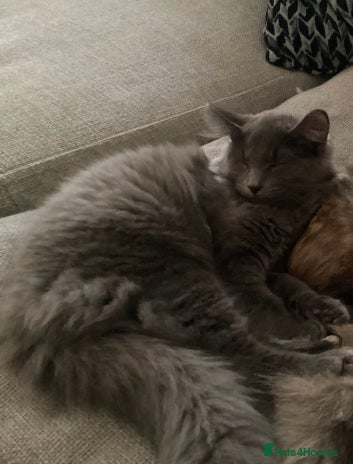 Maine Coon cats Maine coon female mix 4 months old - Advert 16