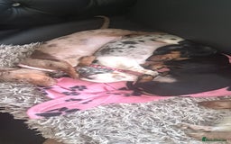 Miniature Dachshund dogs for sale: 3 STUNNINGLY ADORABLE MINIATURE DACHSHUND PUPPIES  - Image 9