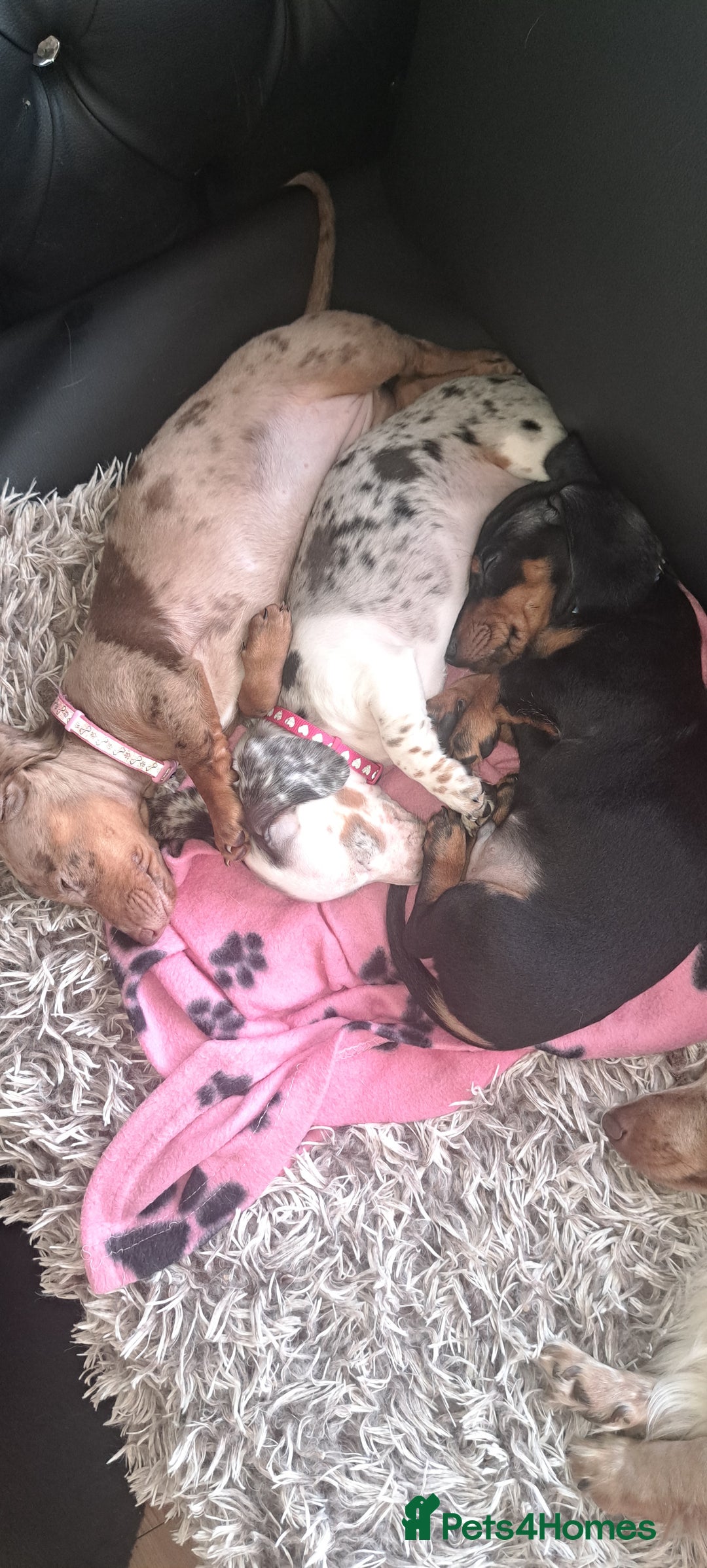 Miniature Dachshund dogs for sale: 3 STUNNINGLY ADORABLE MINIATURE DACHSHUND PUPPIES  - Image 9