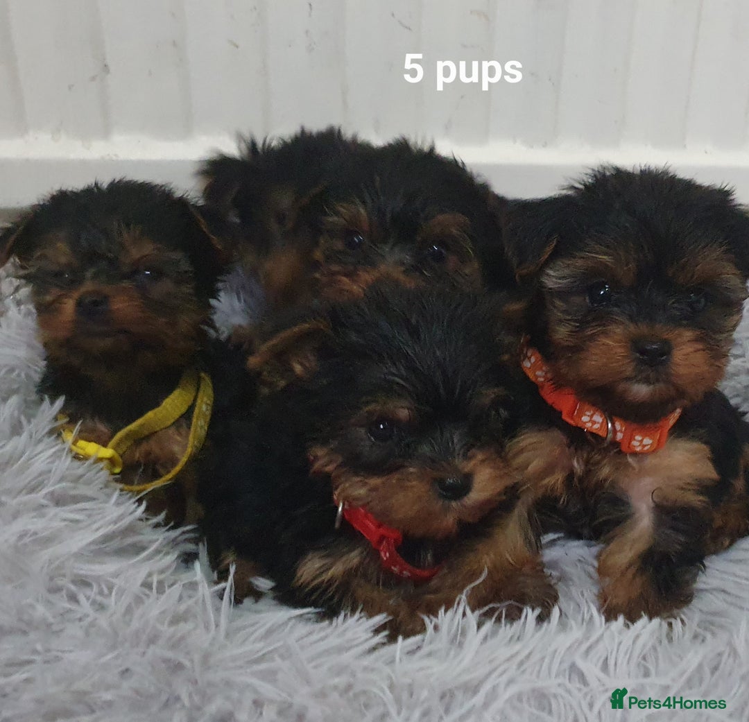 Yorkshire Terrier dogs for sale: Yorkshire terrier puppies 2 girls  - Advert 14