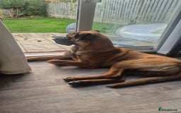 Mixed Breed dogs for sale: Belgian mali x Cane Corso - Image 1