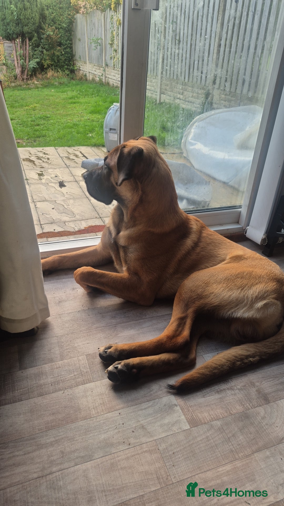 Mixed Breed dogs for sale: Belgian mali x Cane Corso - Image 1