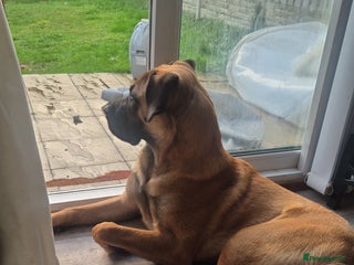 Mixed Breed dogs - Advert 13