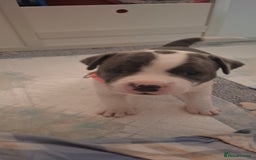 Staffordshire Bull Terrier dogs for sale: Blue Staffordshire bull terrier puppies  - Image 7
