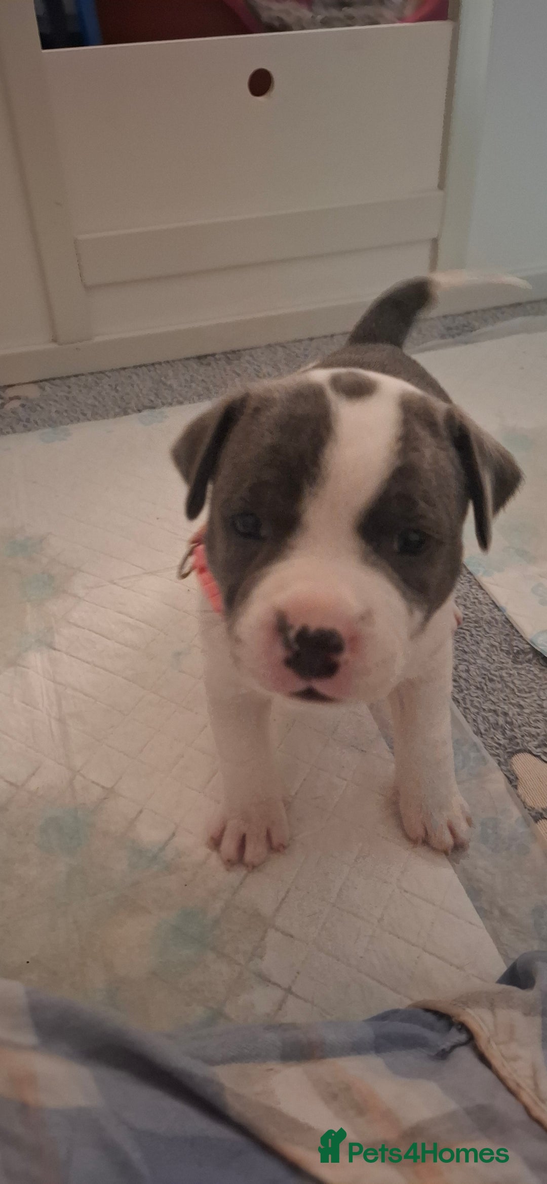Staffordshire Bull Terrier dogs for sale: Blue Staffordshire bull terrier puppies  - Image 7