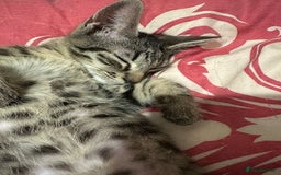 Mixed Breed cats for sale: 5 baby’s ready for there forever homes  - Image 7