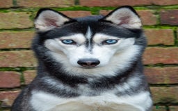 Siberian Husky dogs for sale: Kc reg Siberian husky pups due end of sept  - Image 4