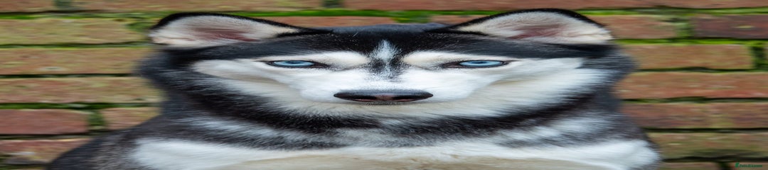 Siberian Husky Puppy 1