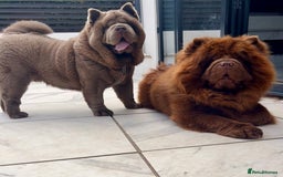 Chow Chow dogs for stud: Rare lilac smooth coat KC reg for stud  - Image 7