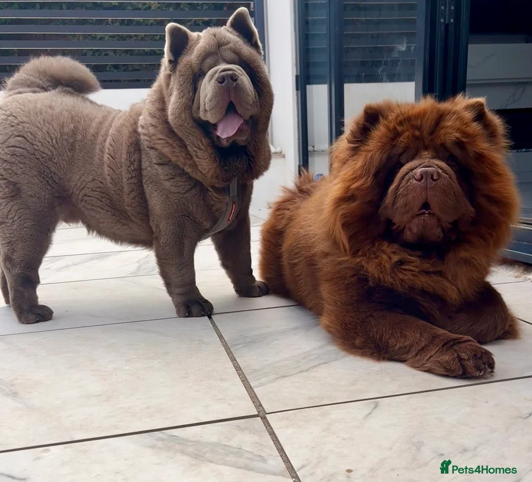 Chow Chow dogs for stud: The only rare lilac smooth coat KC reg  - Advert 13