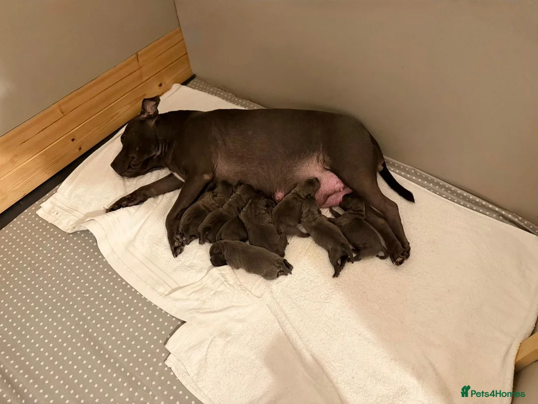 Staffordshire Bull Terrier dogs for sale: SUPERIOR BLUE STAFFORDSHIRE BULL TERRIER PUPS  - Advert 2