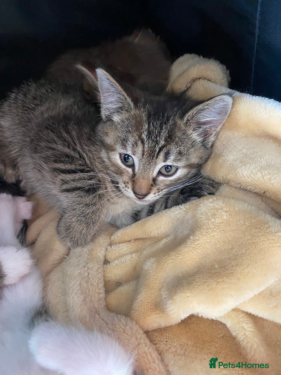 Mixed Breed cats for sale: READY TO GO tabby male female kittens brown  in Ware - Image 3