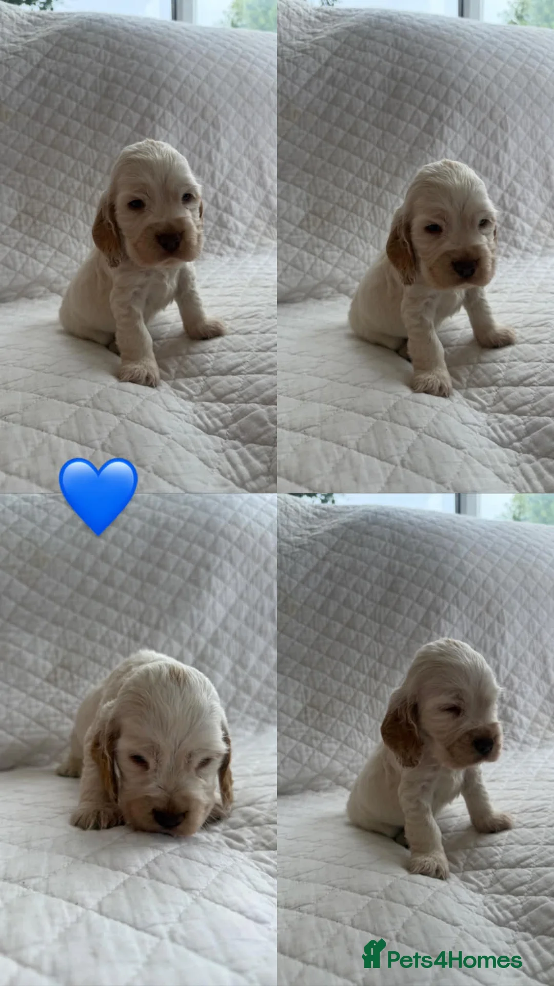 Cocker Spaniel dogs for sale: Show cocker spaniel puppies - Advert 17