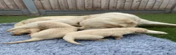 Golden Retriever dogs for sale: 🤍Cream / Platinum Golden Retriever Pups 🤍 - Advert 15