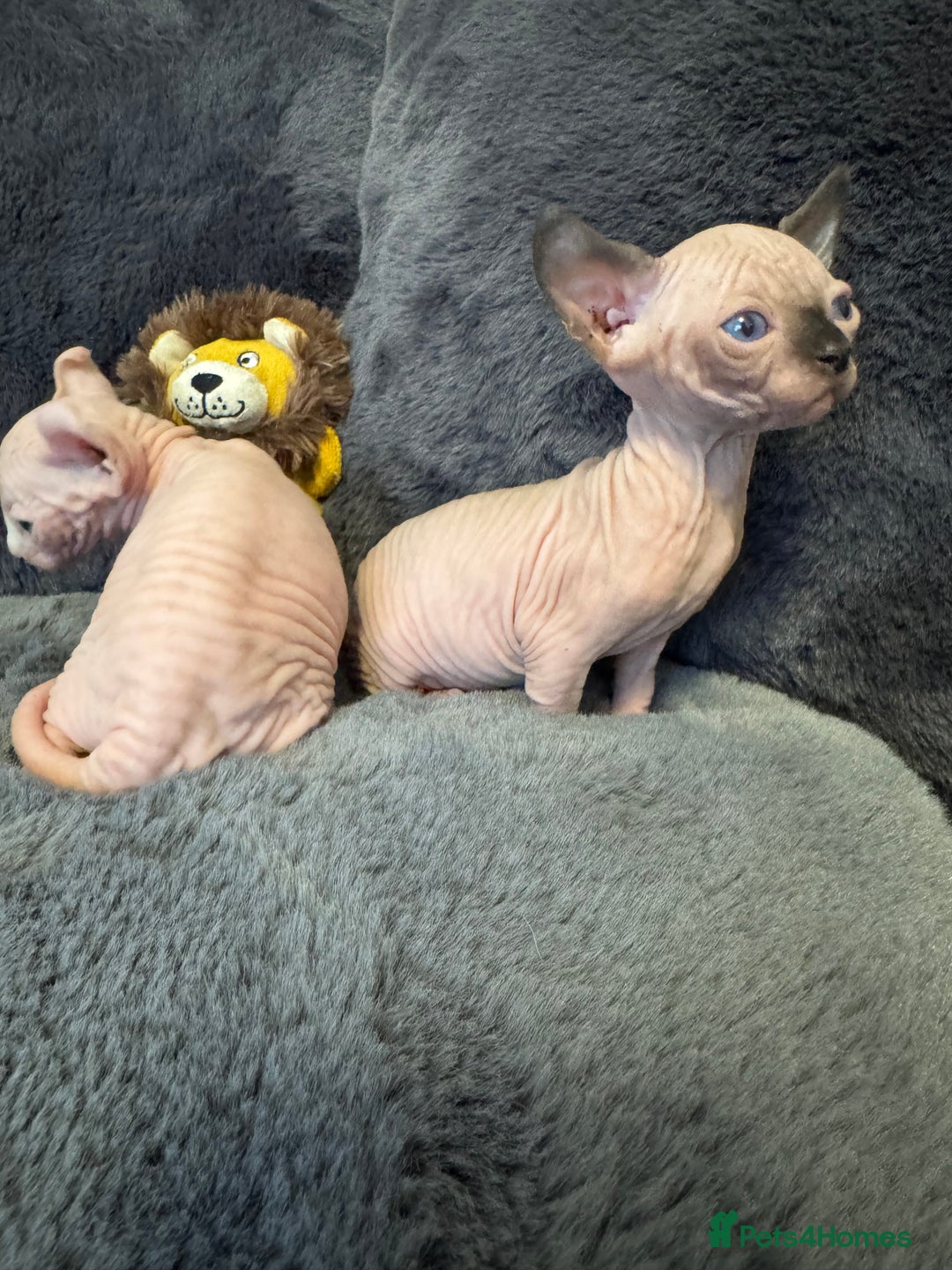 Sphynx cats for sale:  🔥Sphynx and Elf kittens 🔥 - Advert 21
