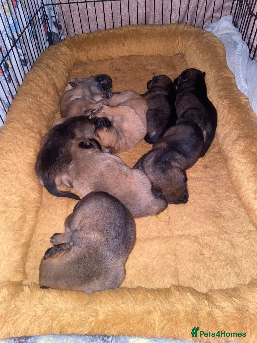 Mixed Breed dogs for sale: Belgian Malinois X Staffy (1% Staffy) - Advert 1
