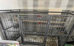 Ringnecks birds for sale: Pair of ringneck parakeets - Image 4