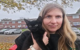 Mixed Breed cats for adoption: 💙🐱 OREO & SHADOW 😺💙 - Image 4