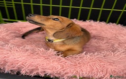 Miniature Dachshund dogs for sale: ⭐️last male  Miniature Long Haired Dachshunds  ⭐  - Image 25