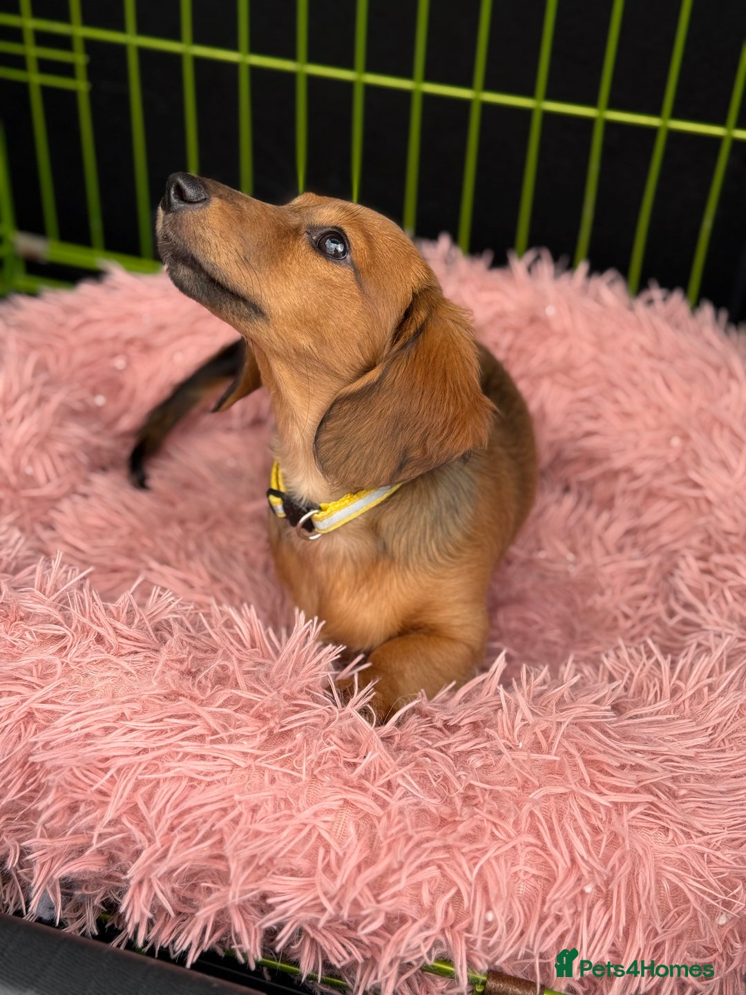 Miniature Dachshund dogs for sale: ⭐️last male  Miniature Long Haired Dachshunds  ⭐  - Image 25
