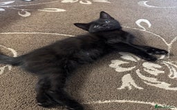American Shorthair cats for sale: 2 BLACK FEMALE KITTENS FOR SALE - Image 10