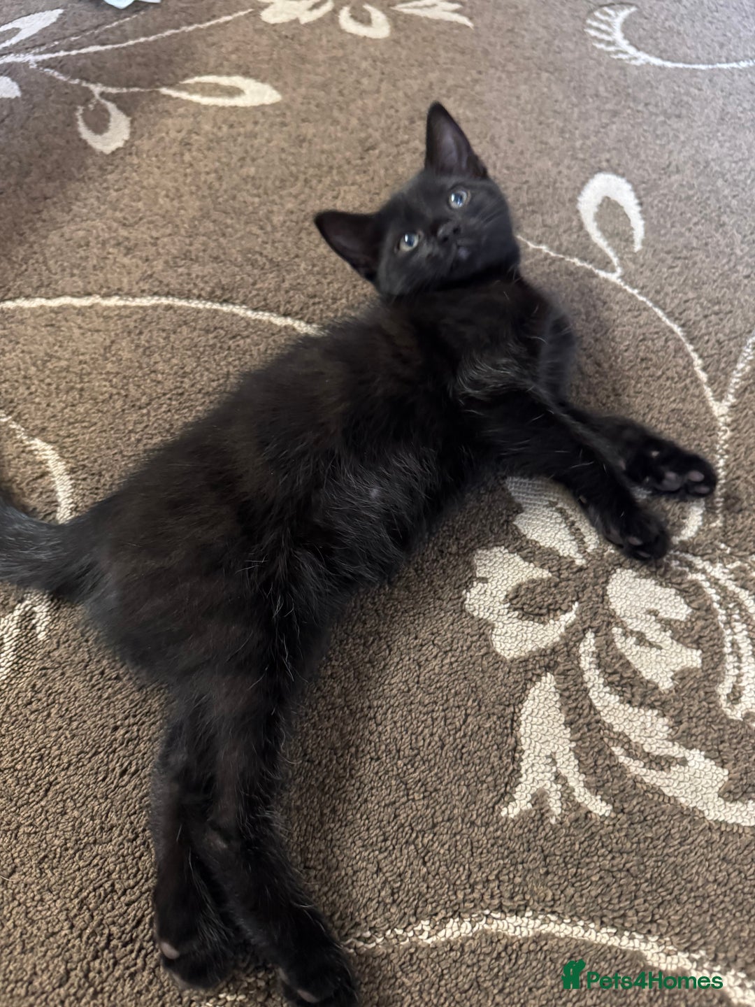 American Shorthair cats for sale: 2 BLACK FEMALE KITTENS FOR SALE - Image 10
