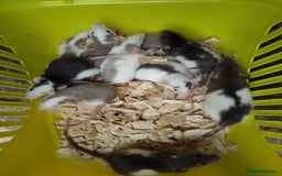 Rat rodents for sale:  Males old reduced 10 each ready for new babies  - Image 16