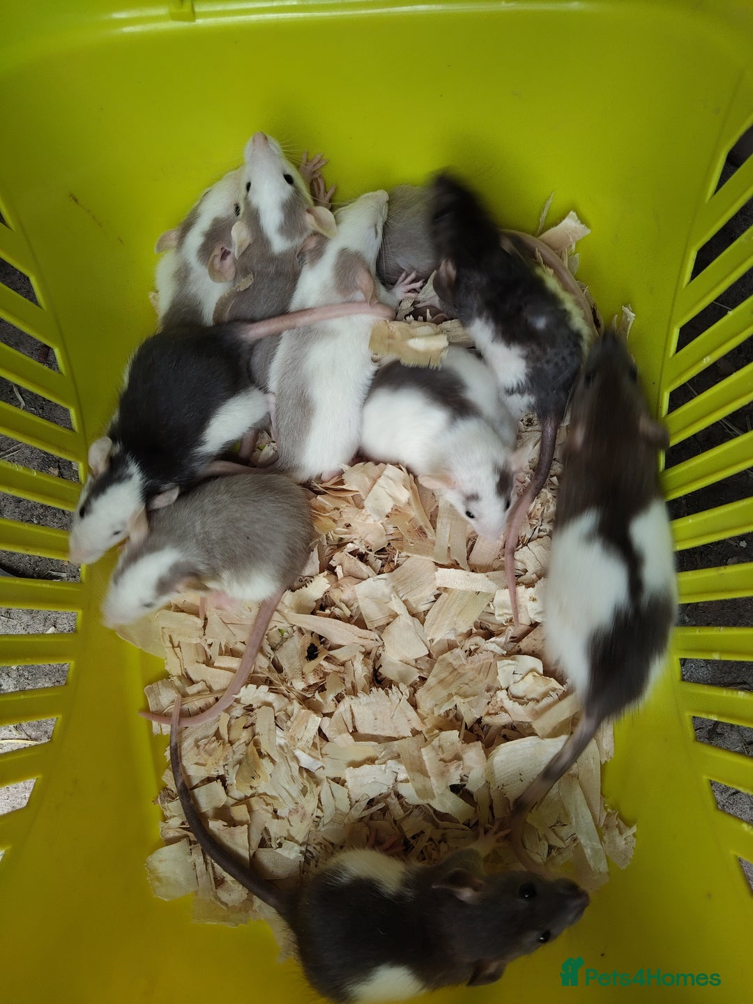 Rat rodents for sale:  Males old reduced 10 each ready for new babies  - Image 16