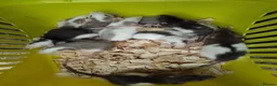 Rat rodents for sale: New babies ready now 6 week and upwards  - Advert 16