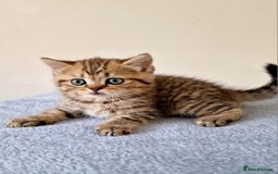 British Shorthair cats for sale: 3 beautiful british shorthair kittens 🥰 - Image 6