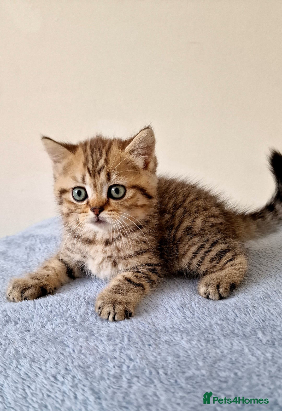 British Shorthair cats for sale: 3 beautiful british shorthair kittens 🥰 - Image 6