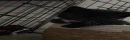 Domestic Shorthair cats for sale: 3 black and white kittens needing a loving home in Sittingbourne - Advert 17