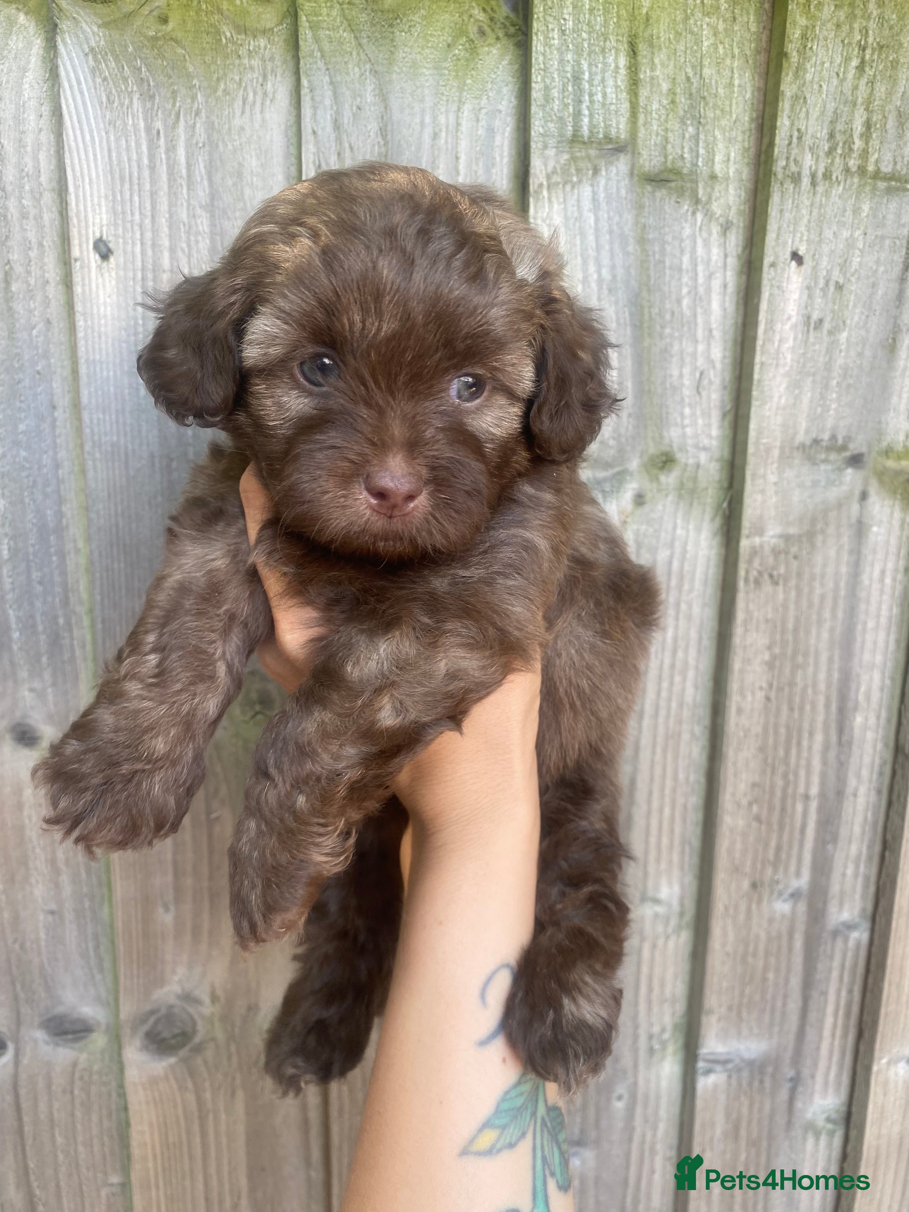 Shihpoo dogs Imperial toy Shih poo puppies  - Advert 2
