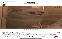 British Shorthair cats for sale: Chocolate spotty Scottish fold kittens - Image 12