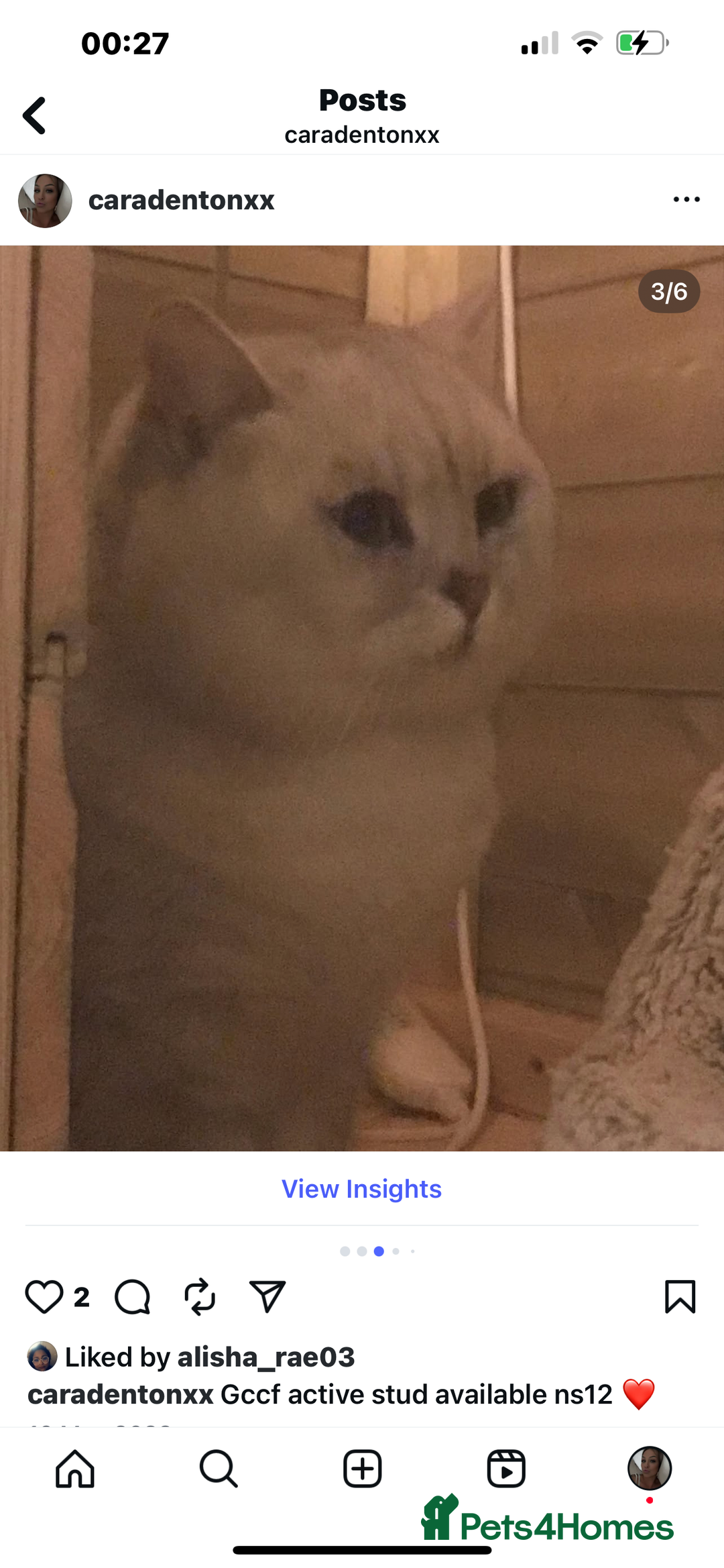 British Shorthair cats for sale: Chocolate spotty Scottish fold kittens - Image 12