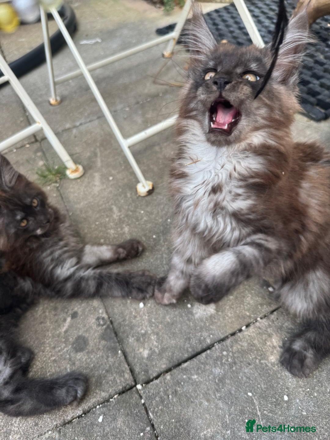 Maine Coon cats for sale: Stunning Black Smoke TiCA kittens  - Image 8