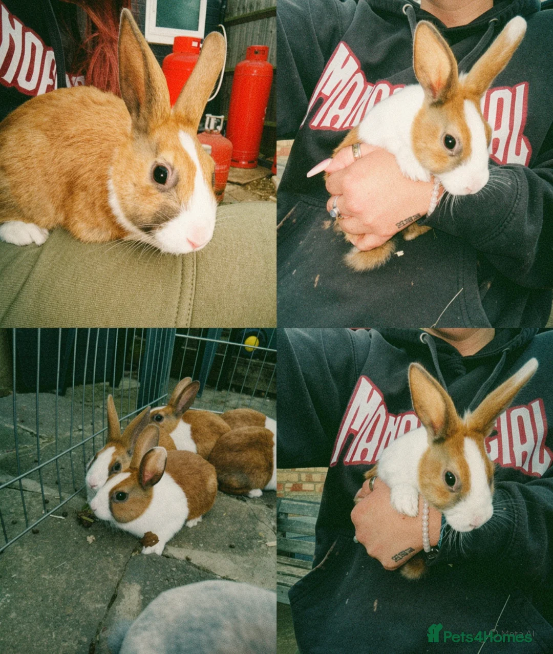 Dutch rabbits for sale: Dutch baby bunnies 10 weeks  - Advert 1