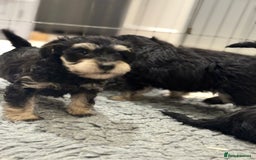 Schnoodle dogs for sale: Stunning Schnoodles, heath tested  - Image 26