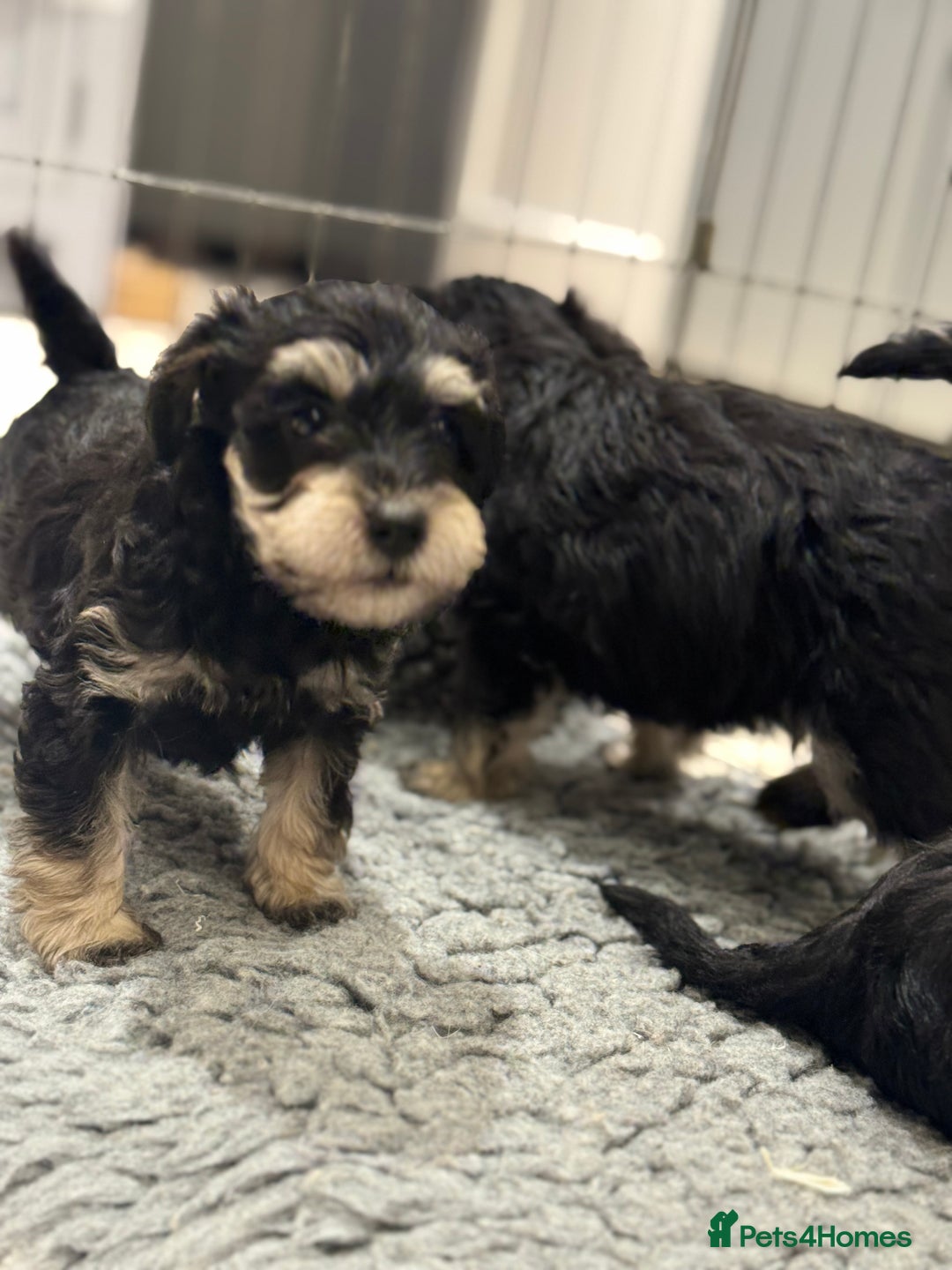 Schnoodle dogs for sale: Stunning Schnoodles, heath tested  - Image 26