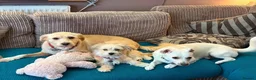 Mixed Breed dogs for adoption: Amaya 🩷 in Witney - Advert 4