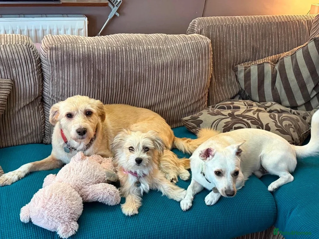 Mixed Breed dogs for adoption: Amaya 🩷 in Witney - Advert 4