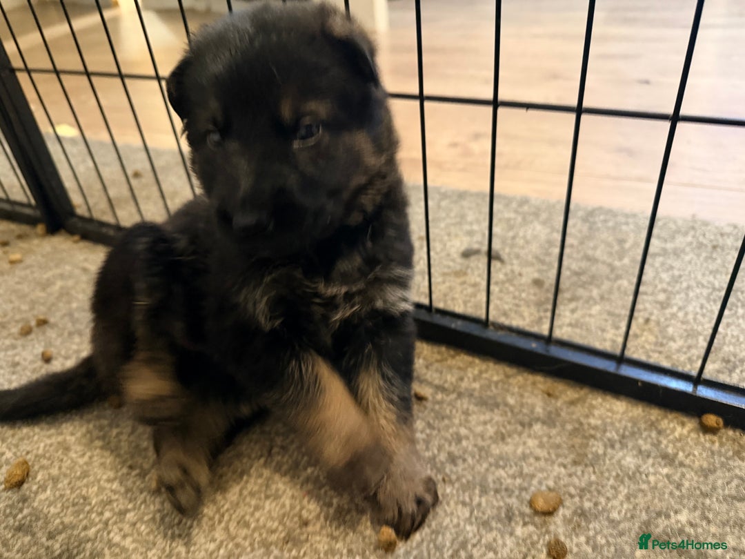 German Shepherd dogs for sale: 4x German shepard  pups females available  - Advert 5